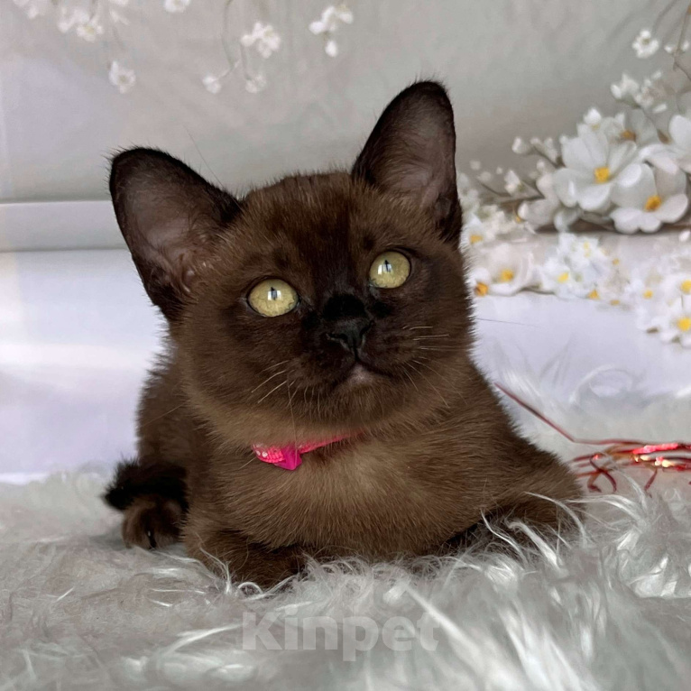 Кошки в Москве: Бурманский котёнок в соболином окрасе, девочка Девочка, 80 000 руб. - фото 7