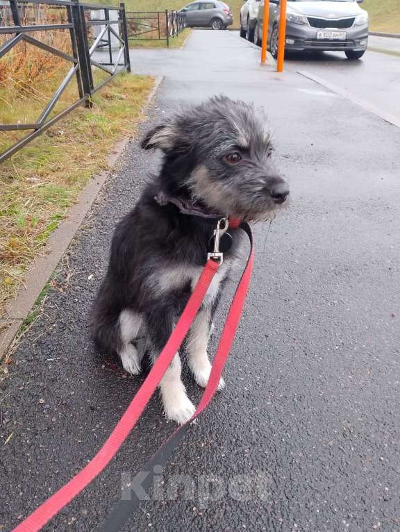 Собаки в Санкт-Петербурге: Маленькая собачка-домовёнок Девочка, Бесплатно - фото 7