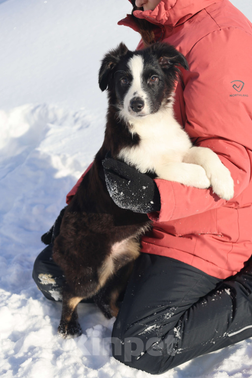 Собаки в других городах Московской области: Миниатюрная Американская Овчарка Девочка, 65 000 руб. - фото 3