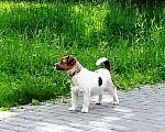 Собаки в Москве: Джек рассел терьера щенки Мальчик, 20 000 руб. - фото 7