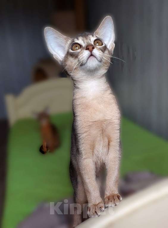 Кошки в Москве: Абиссинская девочка Девочка, 70 000 руб. - фото 7