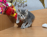 Кошки в других городах Ленинградской области: Курильский бобтейл редкий окрас Девочка, 25 000 руб. - фото 7
