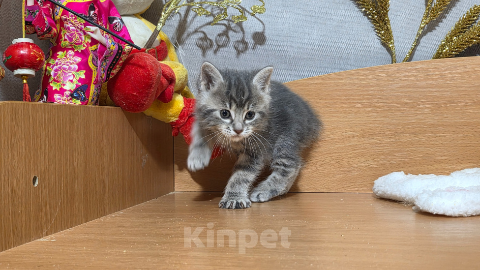 Кошки в других городах Ленинградской области: Курильский бобтейл редкий окрас Девочка, 25 000 руб. - фото 7