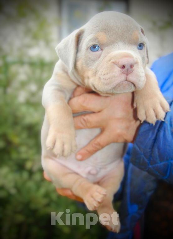 Собаки в Москве: Американский булли щенок Мальчик, 150 000 руб. - фото 4