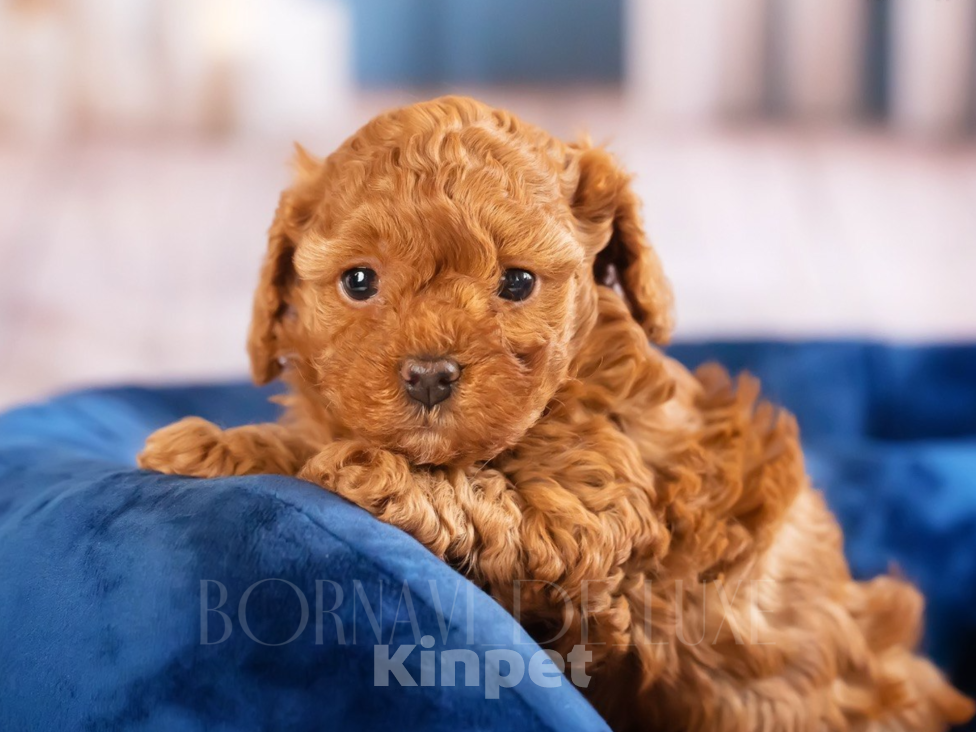 Собаки в Самаре: Щенок мальтипу Самара Мальчик, Бесплатно - фото 3