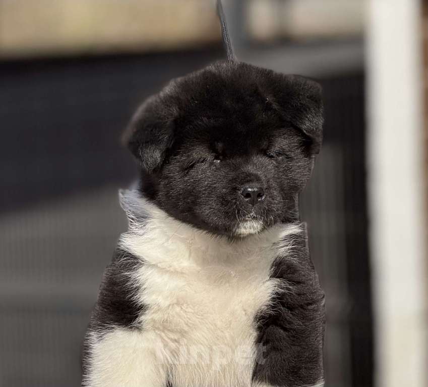 Собаки в Дубне: Щенки американской акиты Девочка, 80 000 руб. - фото 8