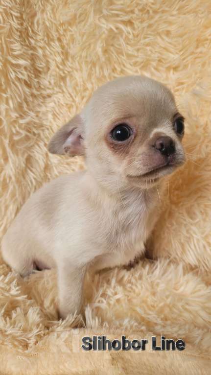 Собаки в Москве: Чихуахуа щенок мальчик 🧡🔥 Мальчик, Бесплатно - фото 4