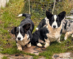 Собаки в Санкт-Петербурге: Корги избавит от осенней хандры  Мальчик, Бесплатно - фото 3