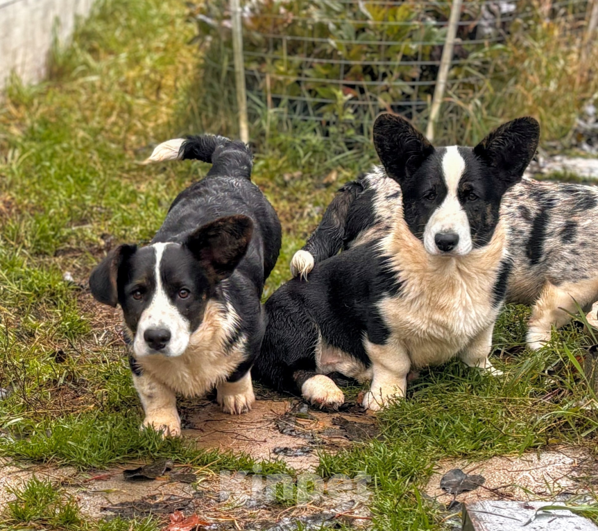 Собаки в Санкт-Петербурге: Корги избавит от осенней хандры  Мальчик, Бесплатно - фото 3
