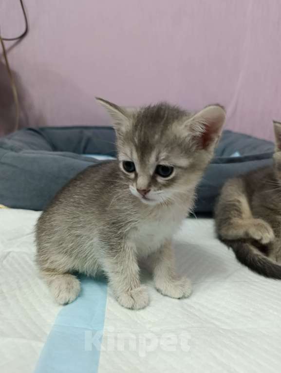 Кошки в Москве: Подаются котятки Мальчик, Бесплатно - фото 1