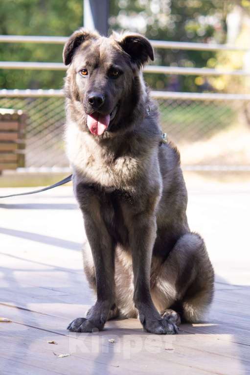 Собаки в Москве: Дисин Мальчик, Бесплатно - фото 8