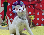 Кошки в Москве: Элитные котята левкой Девочка, Бесплатно - фото 5