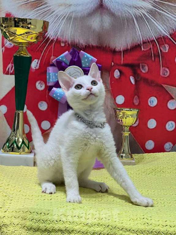 Кошки в Москве: Элитные котята левкой Девочка, Бесплатно - фото 5