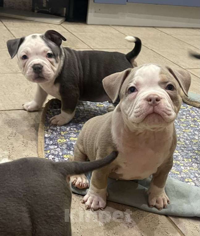 Собаки в Санкт-Петербурге: Веселые булочки Мальчик, Бесплатно - фото 2