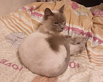 Кошки в Уфе: Отдадим кота в добрые руки  Мальчик, 10 руб. - фото 1