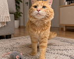 Кошки в Москве: Нежный котик Кузя в добрые руки Мальчик, Бесплатно - фото 1