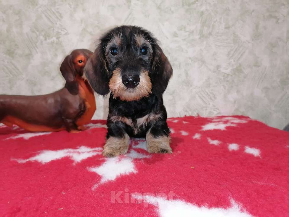 Собаки в Воронеже: Щенок таксы миниатюрной жесткошерстной  Мальчик, 28 000 руб. - фото 4