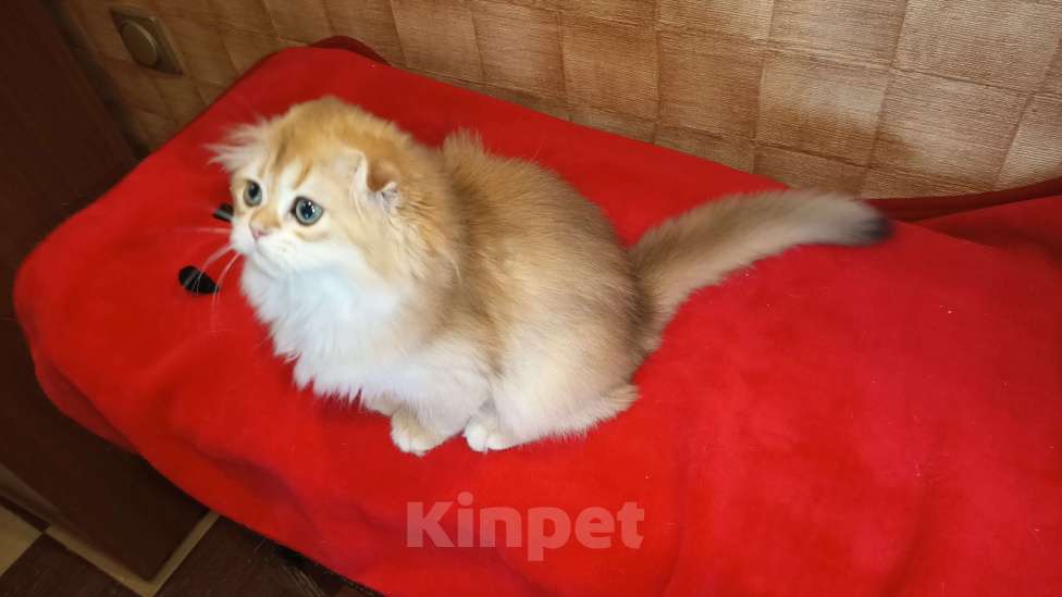 Кошки в Москве: Вислоухая куколка Девочка, 20 000 руб. - фото 4