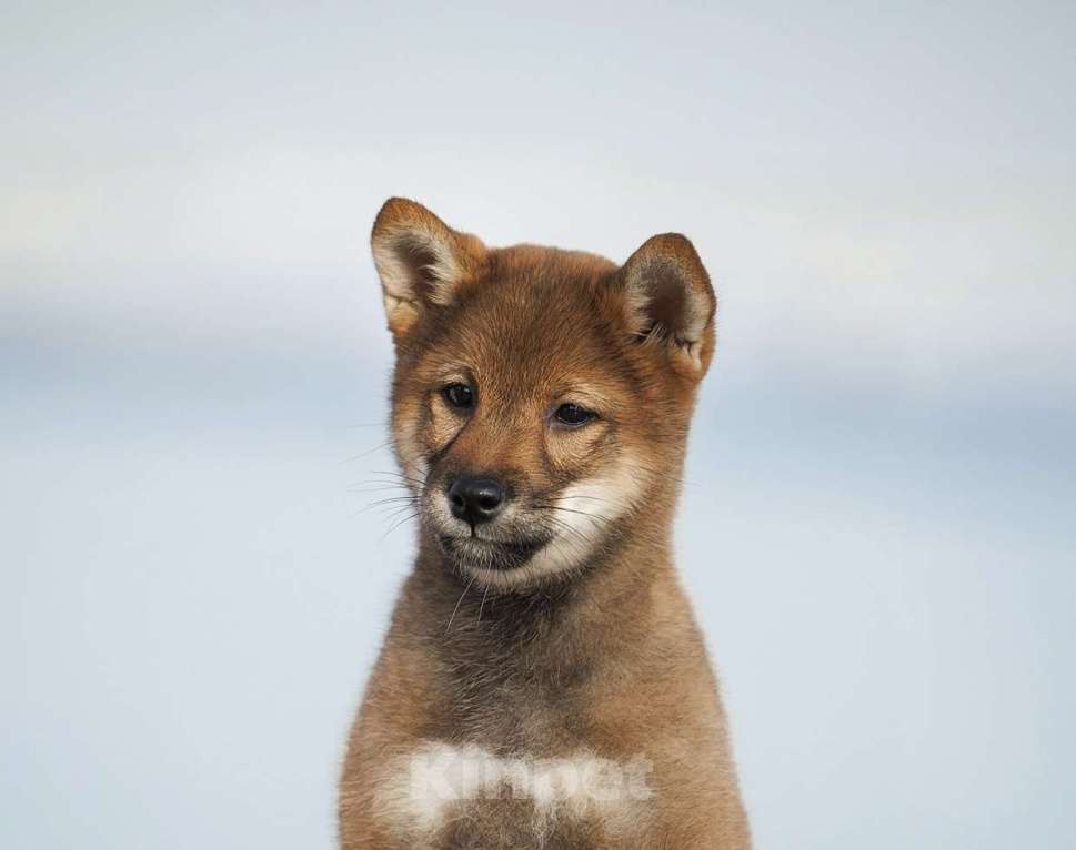Собаки в Москве: Щенок сиба ину редкого окраса сезам  Девочка, 80 000 руб. - фото 1