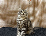 Кошки в Москве: Мейн-кун котенок Девочка, 25 000 руб. - фото 1