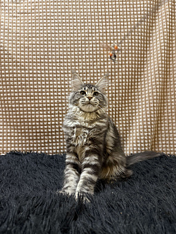 Мейн-кун котенок