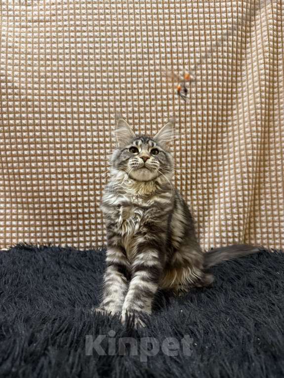 Кошки в Москве: Мейн-кун котенок Девочка, 25 000 руб. - фото 1