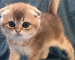 Кошки в других городах Московской области: Шотландский вислоухий короткошёрстный котёнок Разнополые, 30 000 руб. - фото 2