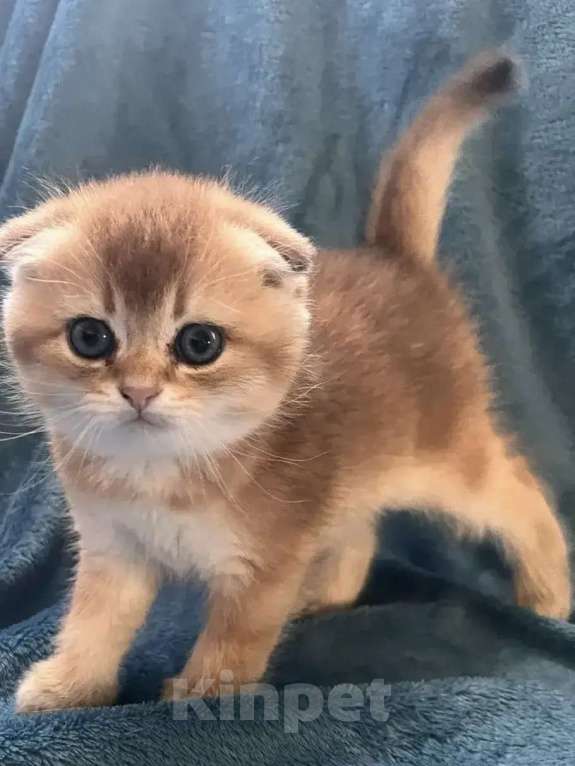 Кошки в других городах Московской области: Шотландский вислоухий короткошёрстный котёнок Разнополые, 30 000 руб. - фото 2