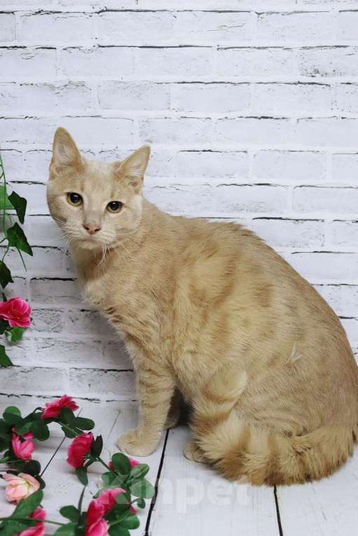 Кошки в Москве: Очаровательный Роман Мальчик, Бесплатно - фото 2