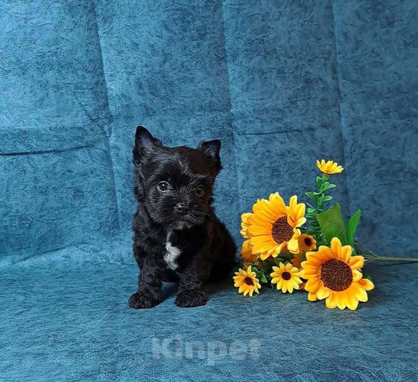 Собаки в Санкт-Петербурге: Чёрный йоркширский терьер мальчик Мальчик, 75 000 руб. - фото 4