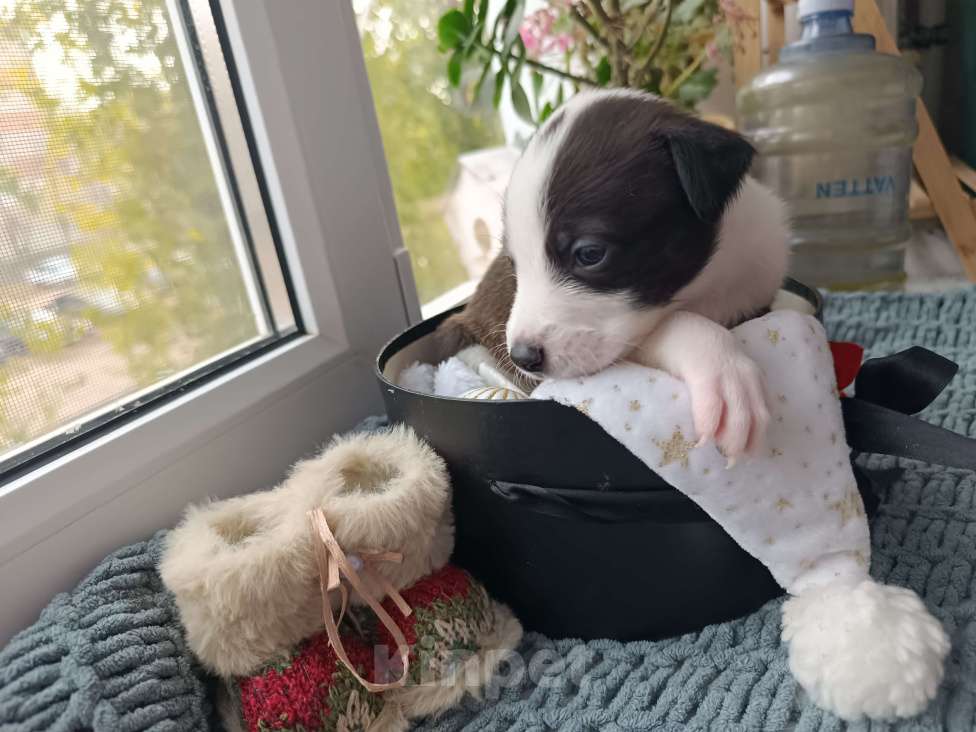 Собаки в Воронеже: Девочка питбуль  Девочка, 10 000 руб. - фото 3