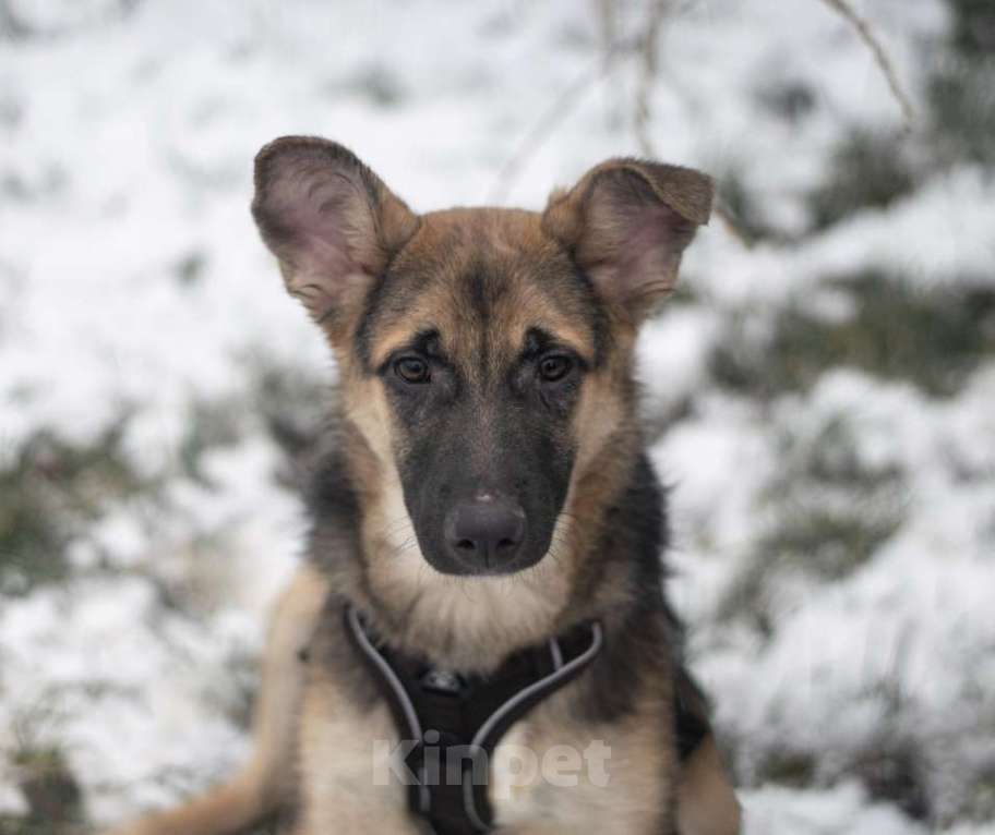Собаки в Москве: Несквик Мальчик, Бесплатно - фото 2
