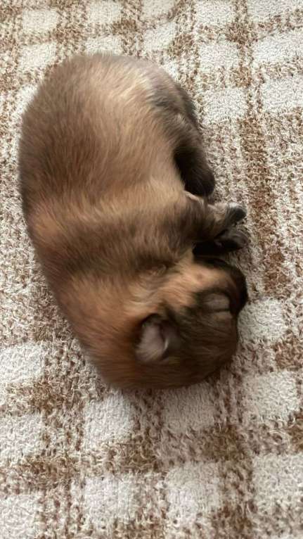 Собаки в Иркутске: Померанский шпиц Мальчик, 25 000 руб. - фото 3