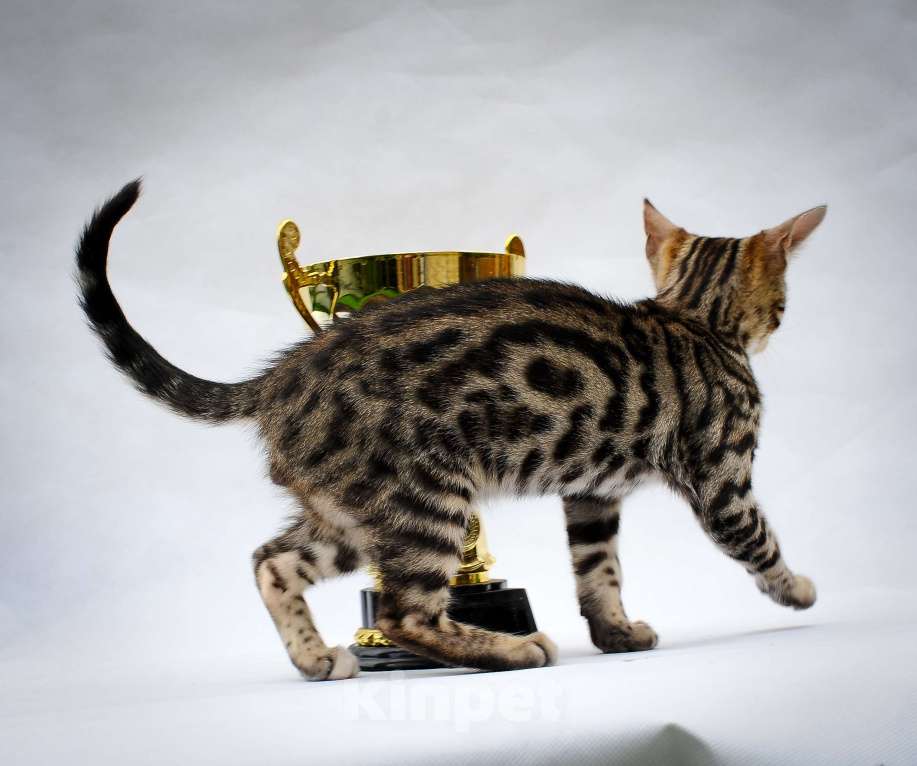 Кошки в Москве: Бенгальский котеное reex Мальчик, 80 000 руб. - фото 7