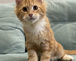 Кошки в Иркутске: Котенок Мейн-Кун Девочка, 25 000 руб. - фото 1
