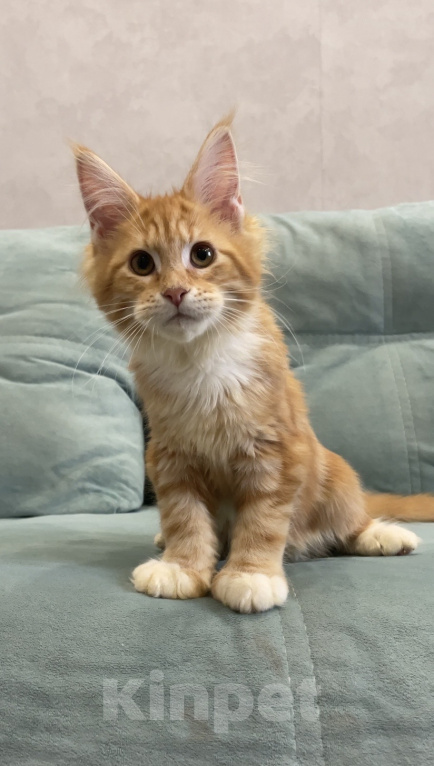 Кошки в Иркутске: Котенок Мейн-Кун Девочка, 25 000 руб. - фото 1