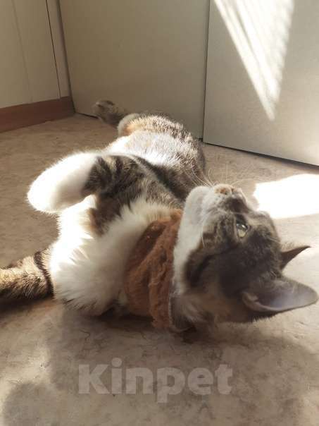 Кошки в Краснодаре: Пропала кошка!! Краснодар, в районе Суворова, 74!! Девочка, 1 руб. - фото 2