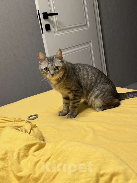 Кошки в Москве: Отдам Вафлю в добрые руки Девочка, Бесплатно - фото 4