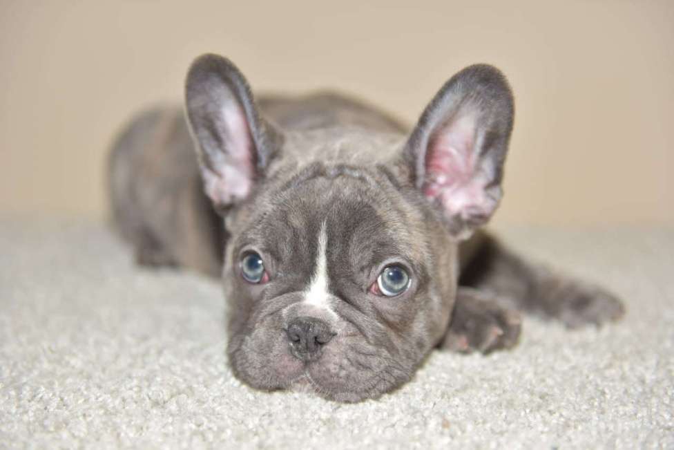 Собаки в Москве: Мальчик голуботигровый Мальчик, 60 000 руб. - фото 3