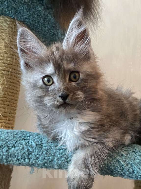 Кошки в Москве: Мейн-кун котята серебряные Девочка, 40 000 руб. - фото 10