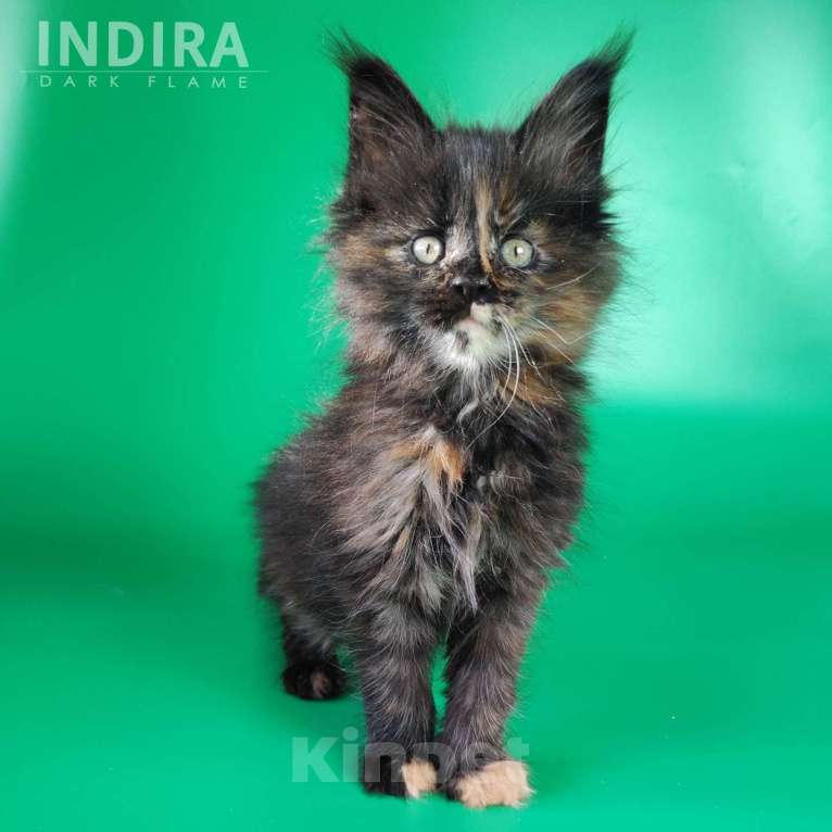 Кошки в других городах Воронежской области: Indira Drak Flame Девочка, 50 000 руб. - фото 6