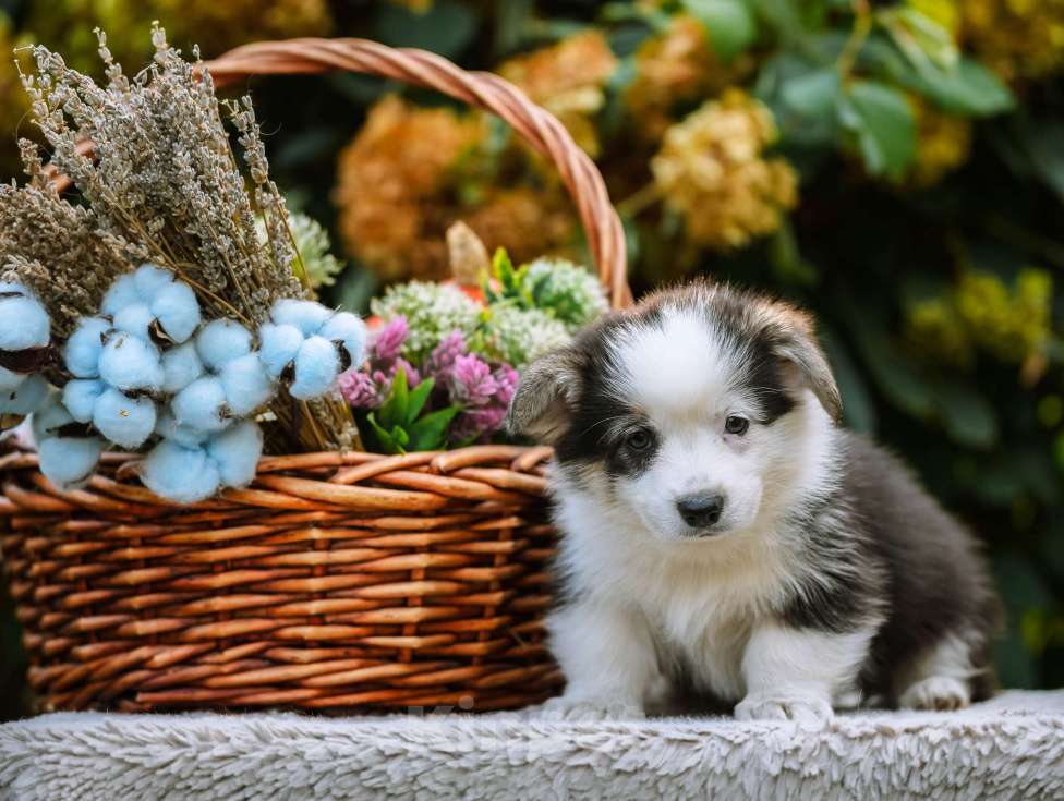 Собаки в Новосибирске: Вельш Корги Пемброк Моргана ле Фэй Девочка, 65 000 руб. - фото 8