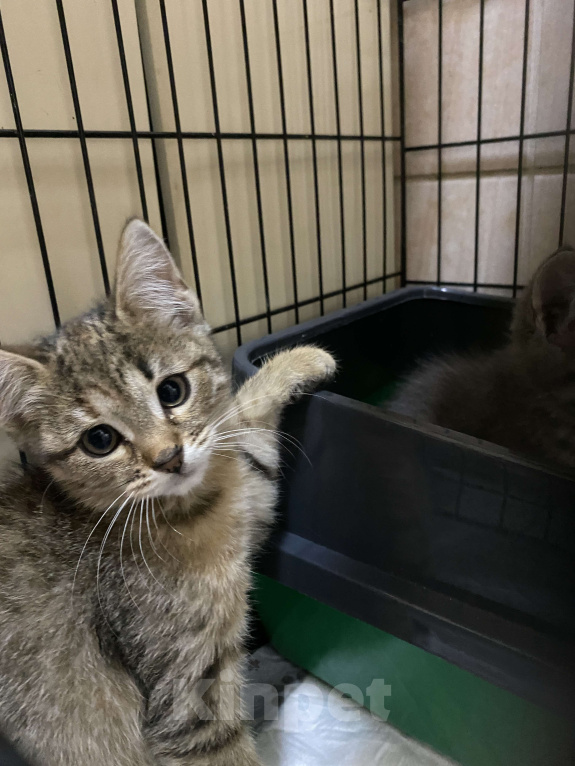 Кошки в Балашихе: Рокки, 2 месяца, в добрые руки Мальчик, Бесплатно - фото 3