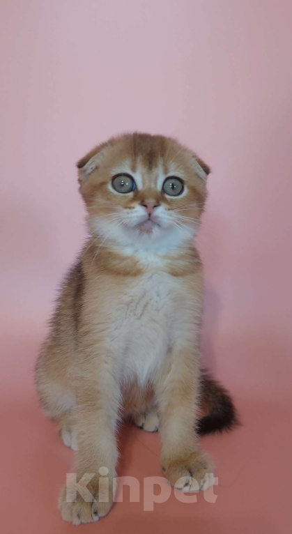 Кошки в Москве: Шотландская девочка Девочка, 25 000 руб. - фото 3