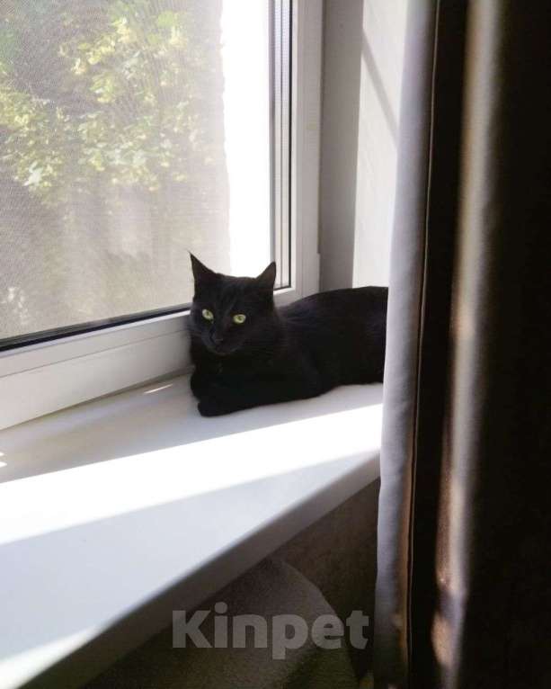 Кошки в Москве: Черная пантерка по имени Сонечка очень ждет своих людей 🖤 Девочка, Бесплатно - фото 2