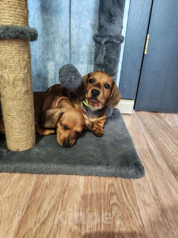 Собаки в других городах Самарской области: Щенок таксы Мальчик, 25 000 руб. - фото 6