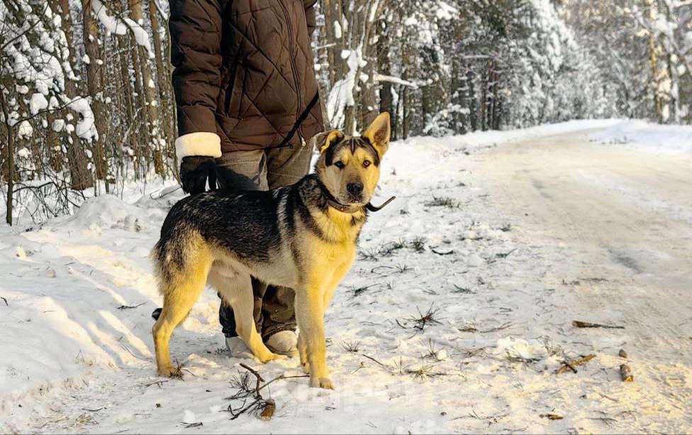 Кошки в Балашихе: хотели отравить, успели спасти классный собакен ищет дом Девочка, Бесплатно - фото 3