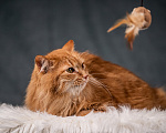Кошки в Клине: Шуня — тихая кошечка Девочка, Бесплатно - фото 4