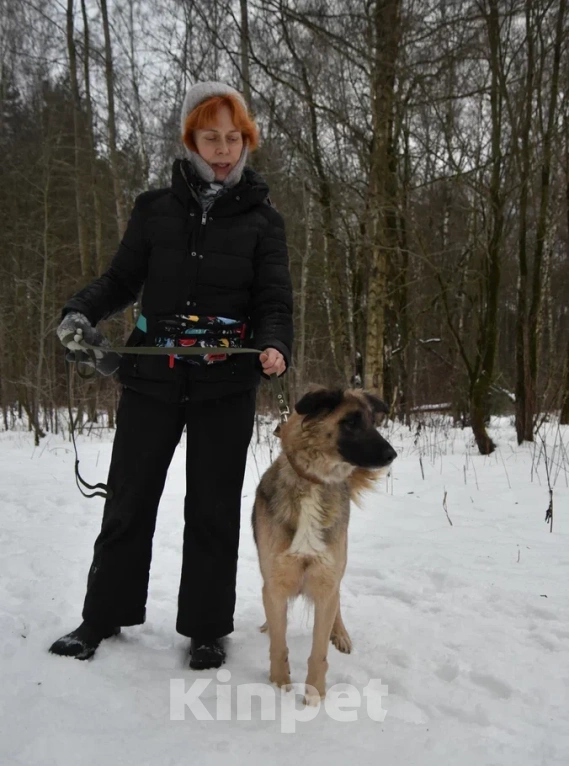 Собаки в Москве: Лиска в поисках любящей семьи  Девочка, Бесплатно - фото 10