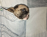 Собаки в Раменском: Щенки французского бульдога  Девочка, 20 000 руб. - фото 7